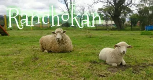 HOTEL CANINO GUARDERIA Y COLEGIO PARA PERROS  RANCHOKAN BOGOTÁ